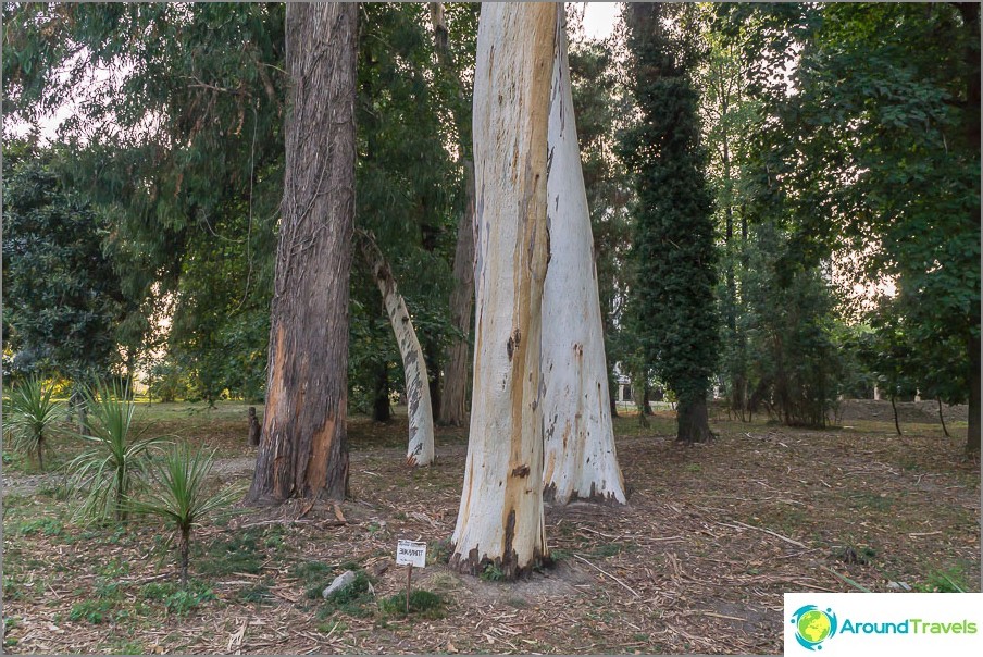 Eucalyptus skinned