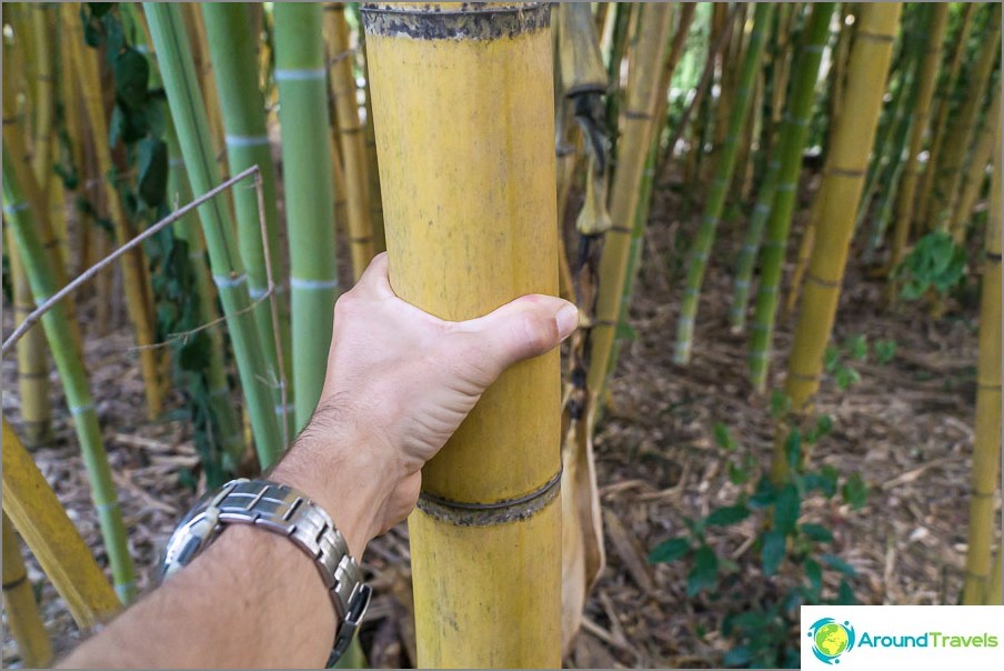 Yellow bamboo