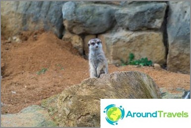 Prague Zoo - 3 hours of fun in the winter and summer, all information