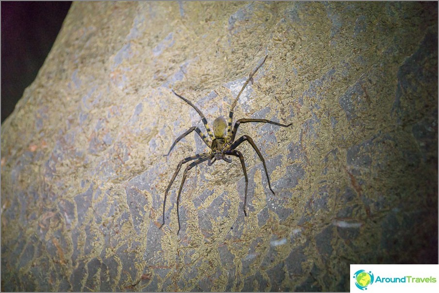 There is a spider on the wall.