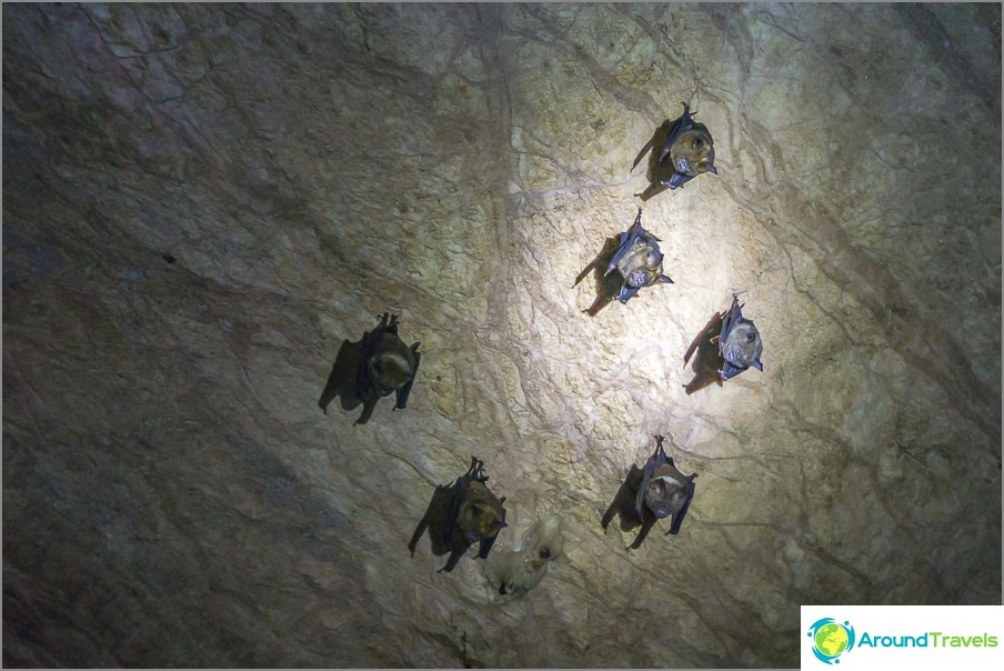 And on the ceiling bats