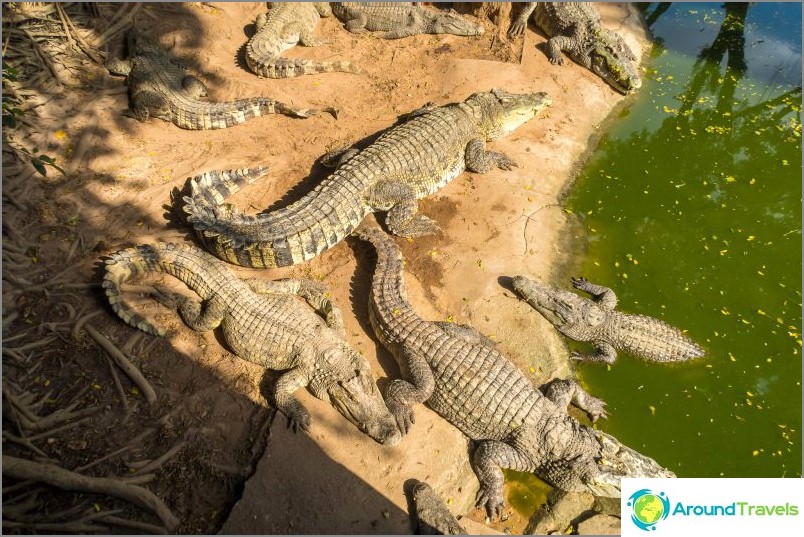 Crocodile farm in Pattaya and the park of million-year stones - my impressions