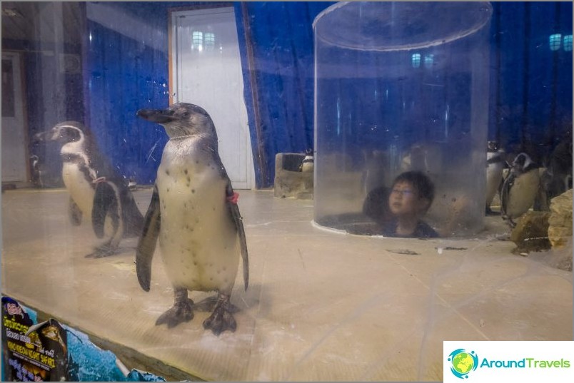 Penguin enclosure