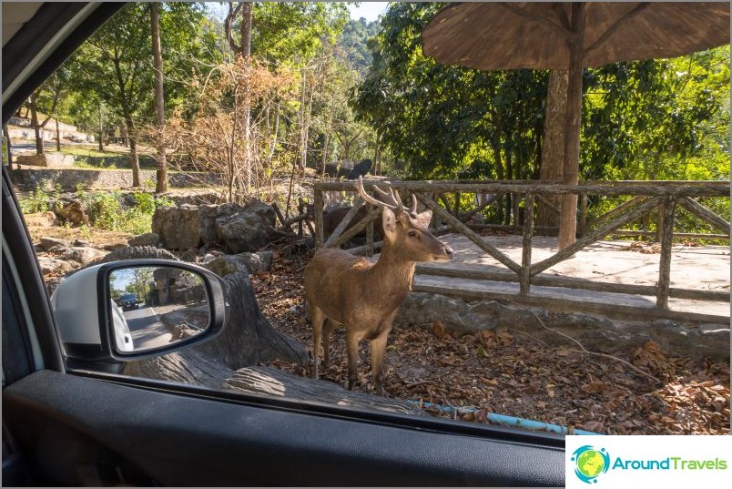 Zoo Khao Kheo in Pattaya - the best in Thailand