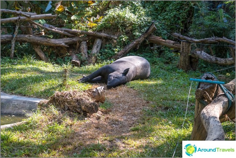 Tapir is resting
