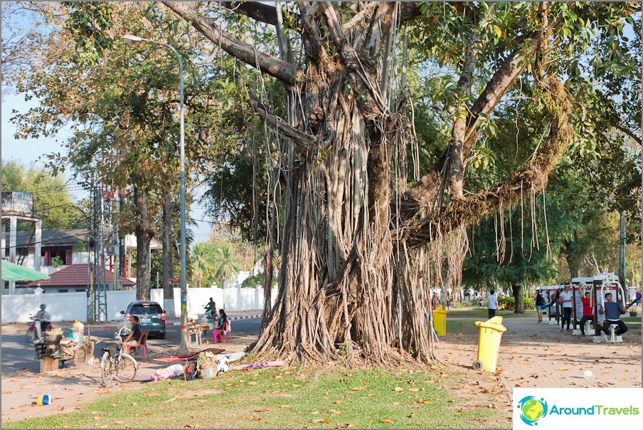Just a beautiful tree on the Vientiane seafront