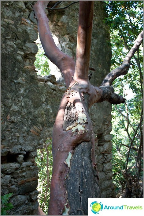 Strange tree in the ruins of a fortress. Strange tree in the ruins of a fortress.