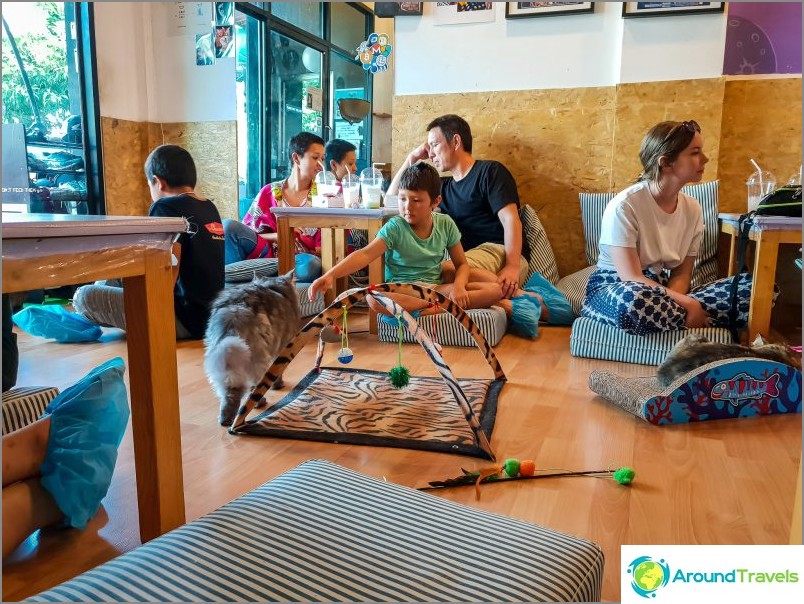 Cat Cafehere Cafe in Chiang Mai