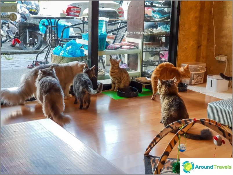 3 Koto Cafe in Chiang Mai - Catmosphere, Cat Brothers, Cats station