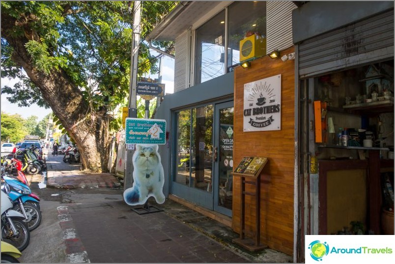 Cat Brothers Cafe in Chiang Mai
