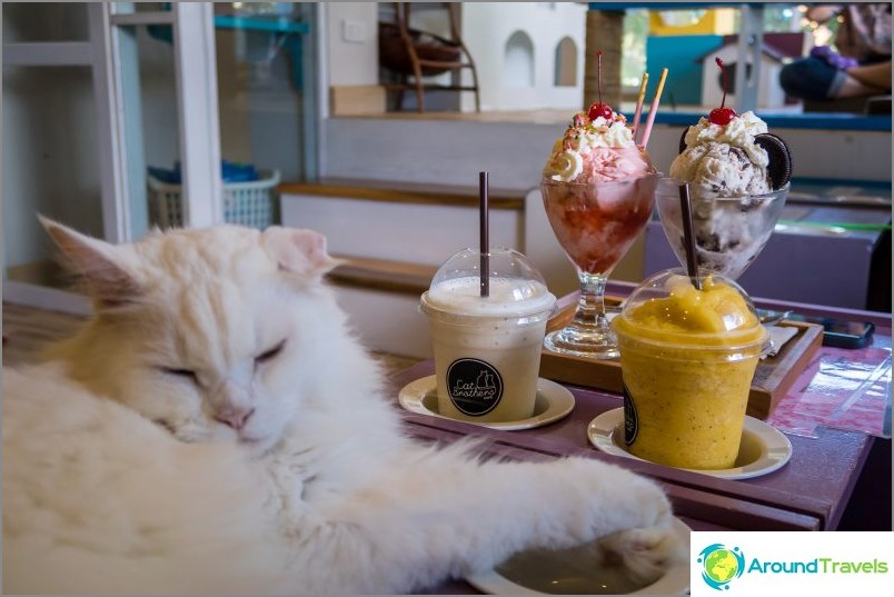 3 Koto Cafe in Chiang Mai - Catmosphere, Cat Brothers, Cats station