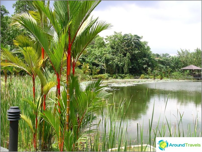 Singapore Botanical Garden. commons.wikimedia / Genleorus