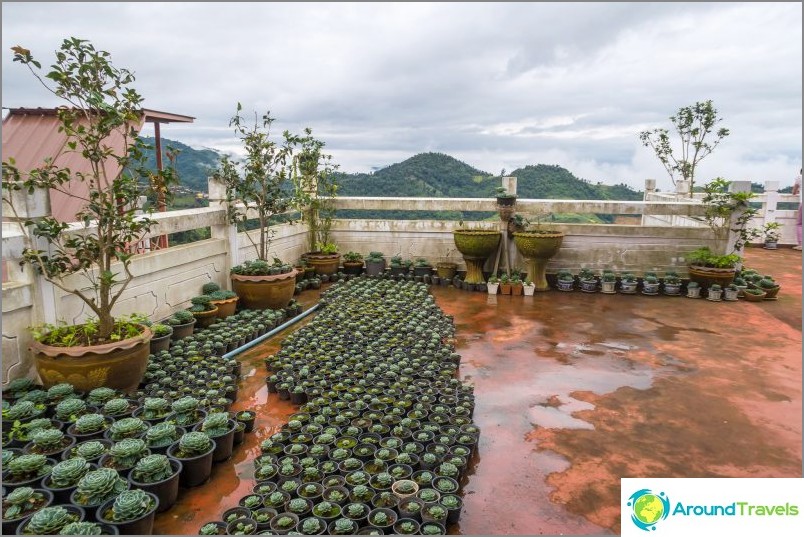 Cacti garden on the roof of the restaurant