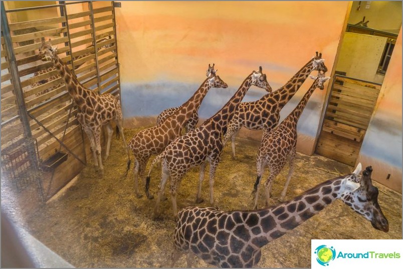 Giraffes at the Prague Zoo