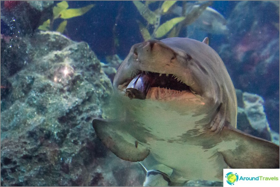 Shark feeding at Bangkok Aquarium