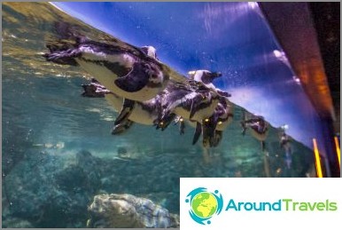 Sea Life Ocean World Aquarium in Bangkok - Fish and Shark Feeding