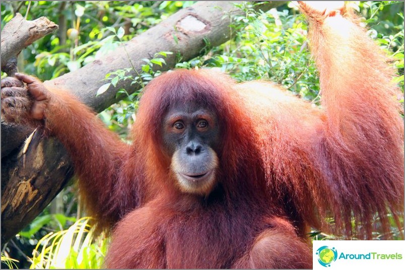 An orangutan, in company with whom you can have breakfast, unless he himself devours everything / commons.wikimedia / Lionel Leo