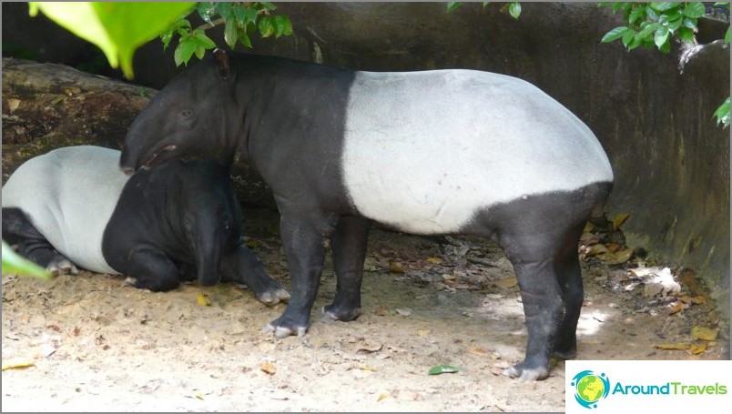 Thick and cute tapir / commons.wikimedia / hensiyuan