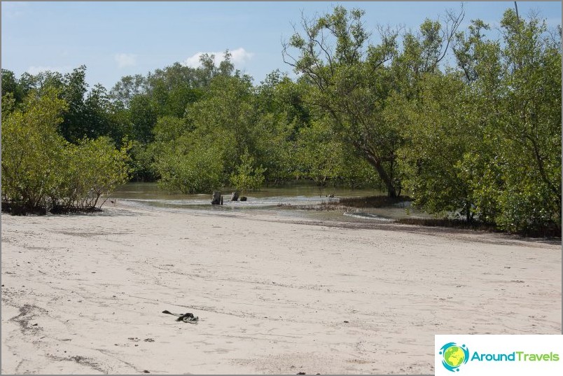 Mangroves on the right edge of Pan Beach