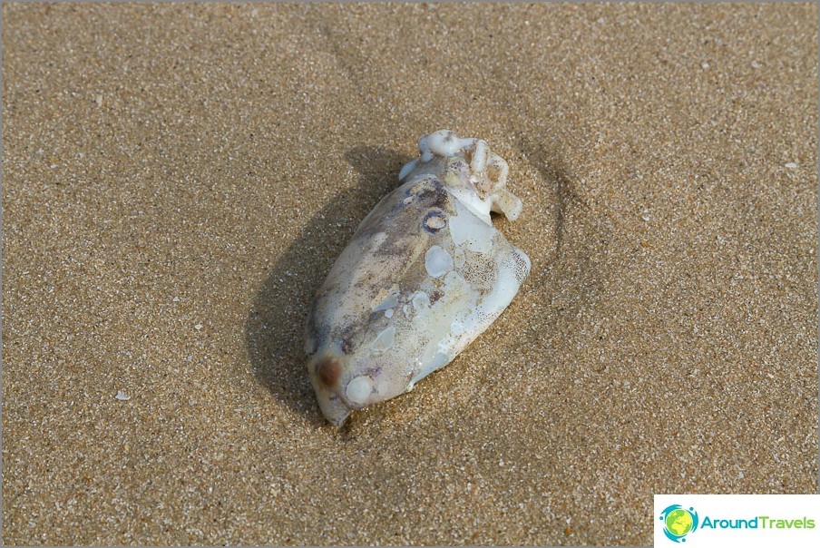 the-beach-sai-noi-sai-noi-beach-best-hua-hin-04