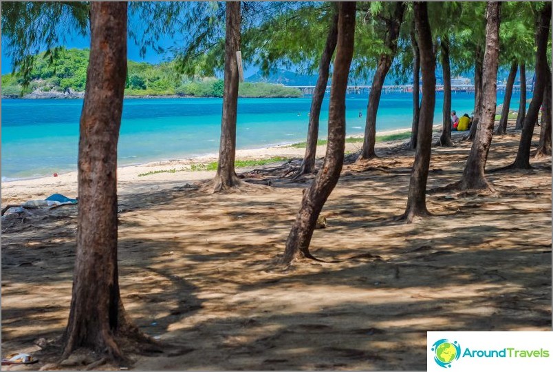Casuarin grove on the beach