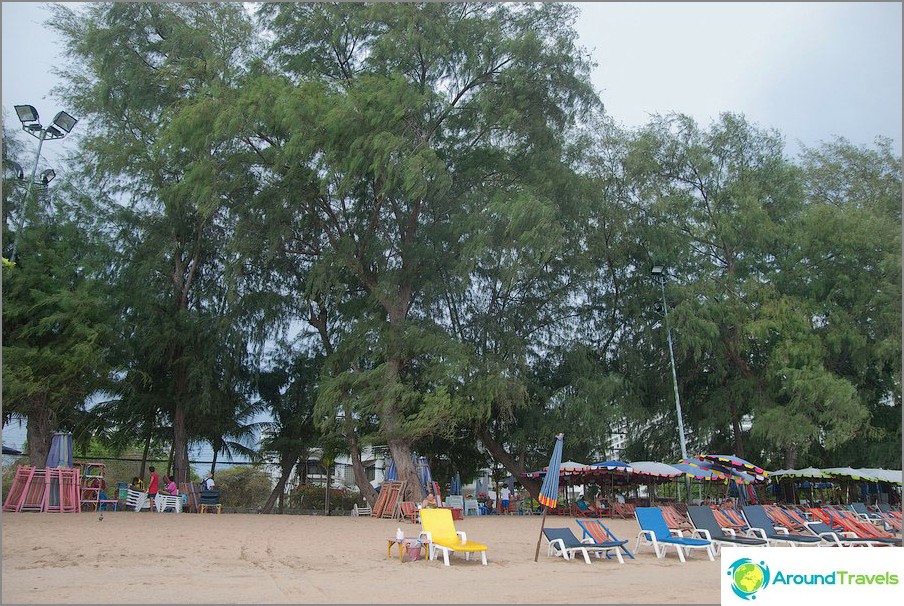Casuarinas grow along the beach