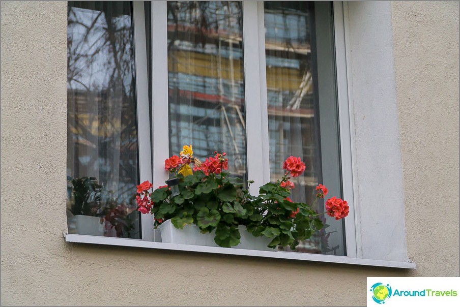 Flowers on the windowsills ubiquitous phenomenon