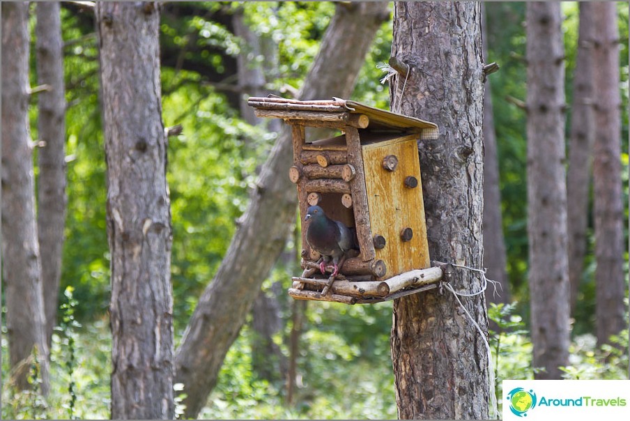 Birdhouses in a pine forest