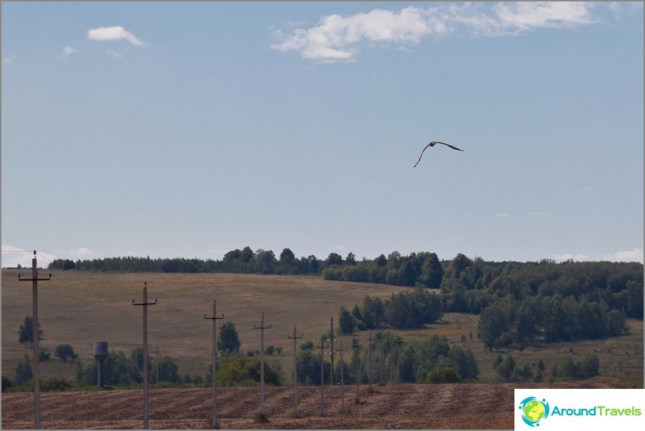 Birds of prey fly over the fields
