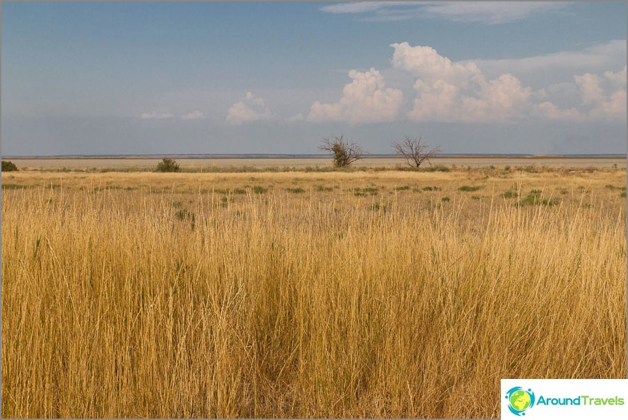 Yellow steppe