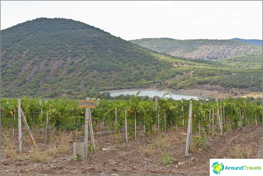 Kilometer grape plantations up to the Rybachiy