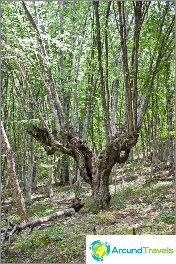 Funny trees in the forest