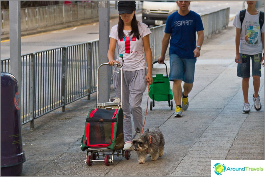 Walking a dog and dog cart