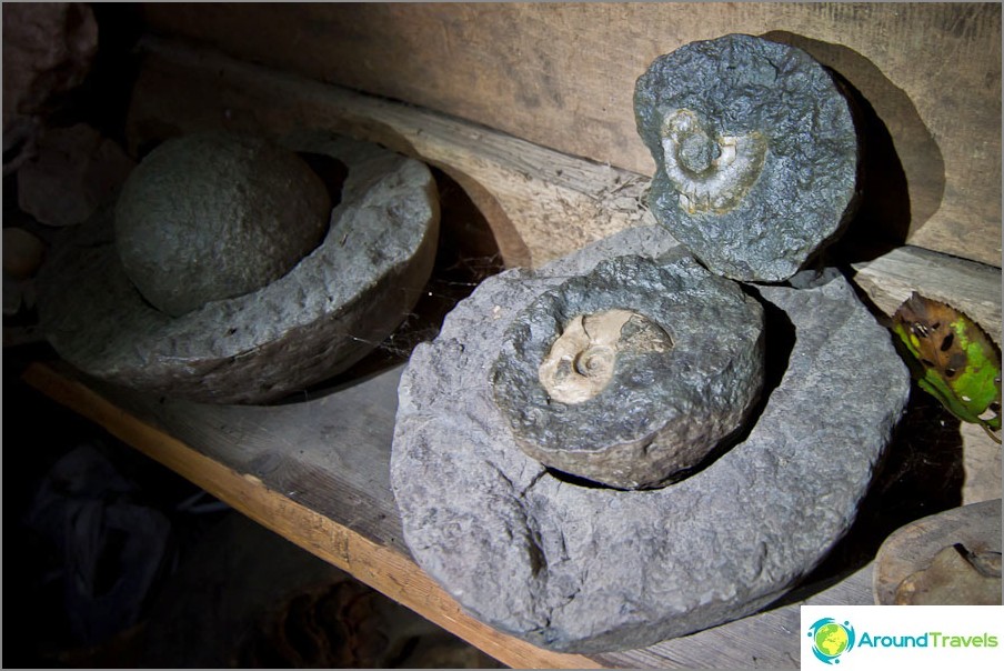 Ammonites are inside round stones