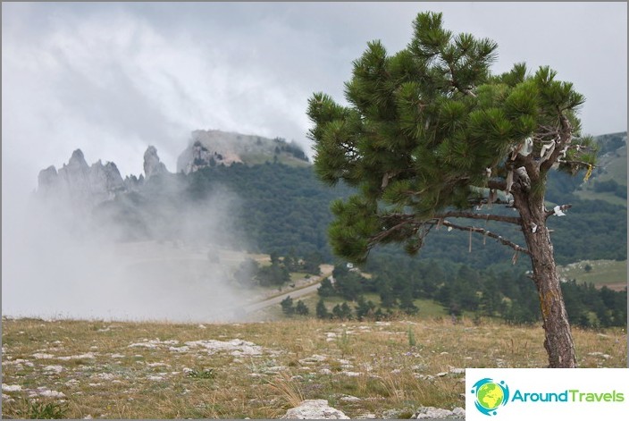 Ay-petrinskaya Yayla. In the clouds. Ay-petrinskaya Yayla. In the clouds.