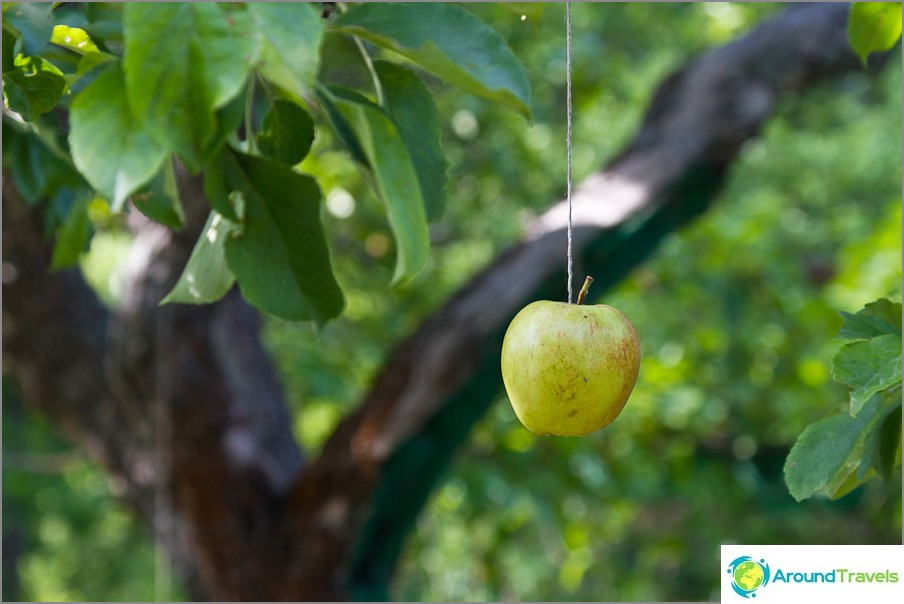 If the apples do not grow, they can be hung on the ropes