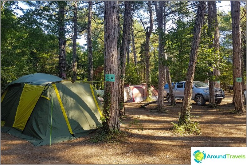 We arrived at the camping Pine Paradise, adore the pines!