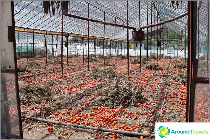Tomato Paradise Demre. Tomato Paradise Demre.