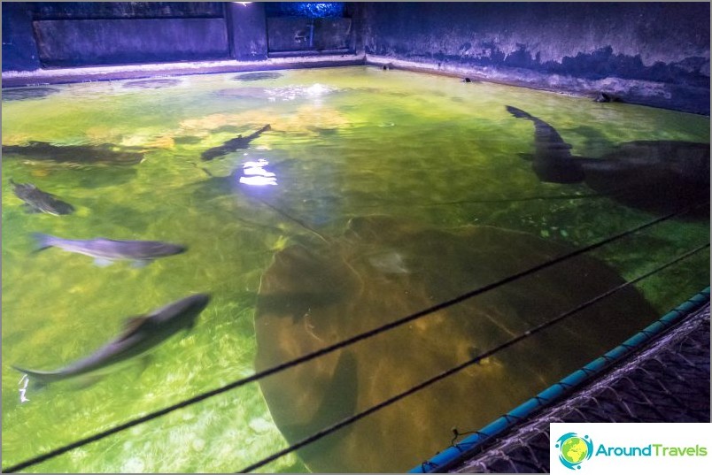 There are several open aquariums with stingrays and fish.
