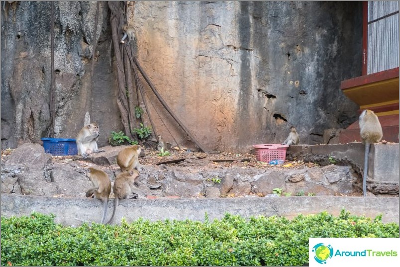 Local monkeys. Evil, biting, always hungry.