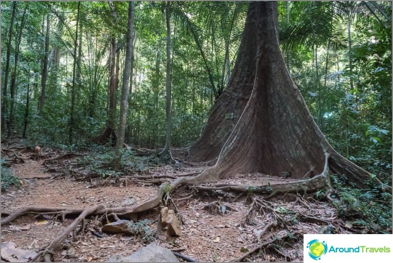After this tree, you can no longer walk - there is only jungle