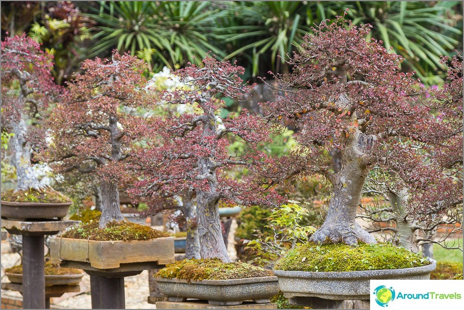 Garden bonsai