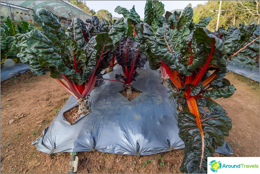 It's not very noticeable here, but the beet is beautifully planted.
