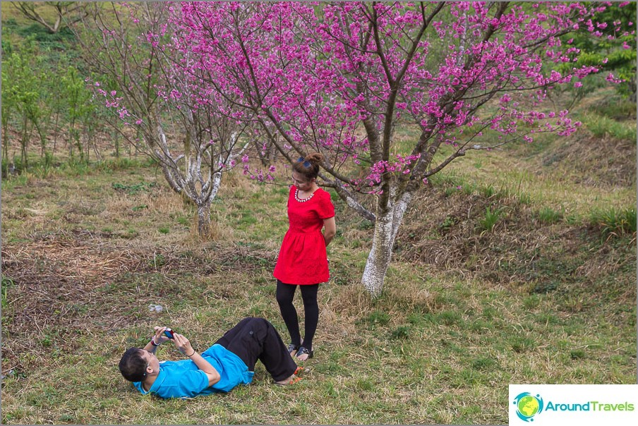 The remains of sakura, you need to twist to make a photo