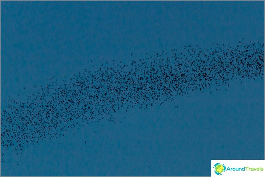 If you bring it closer, you can see that these are bats.