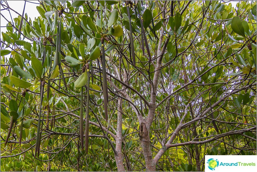 Mangroves multiply these pods