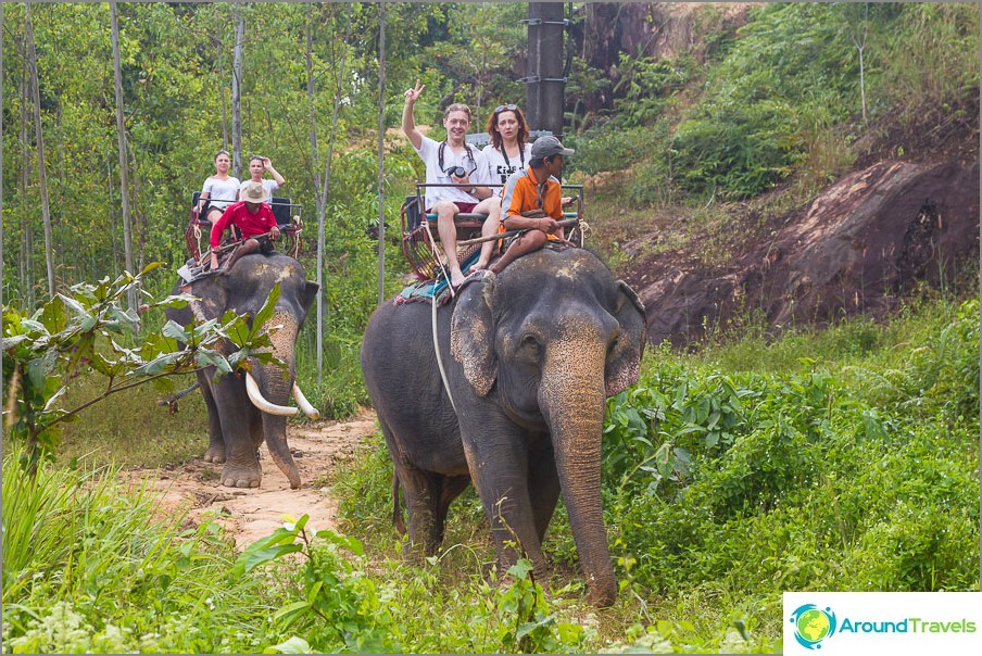 Elephant Pokatushki Near Klong Plu Waterfall