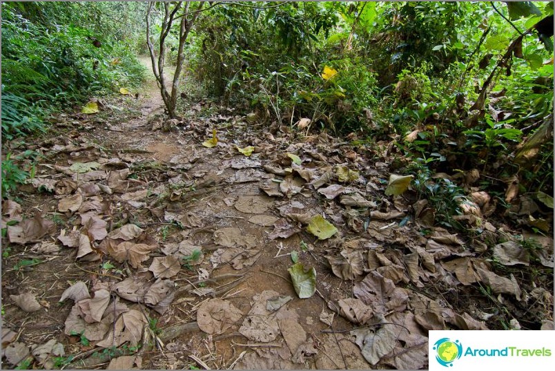 The path to the waterfall is covered with leaves