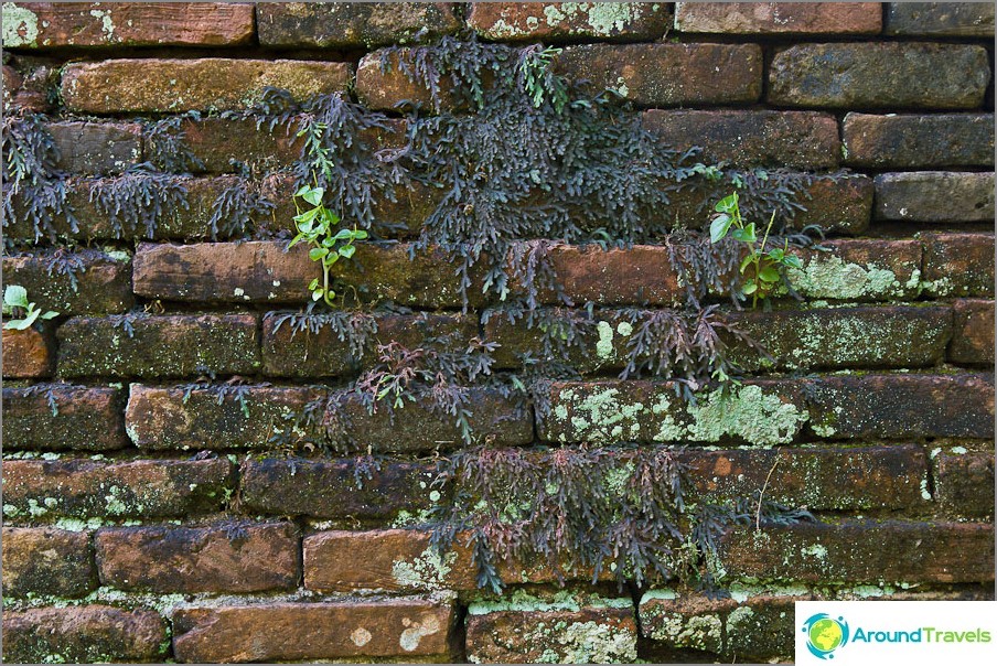 The brick is already covered in plants and moss