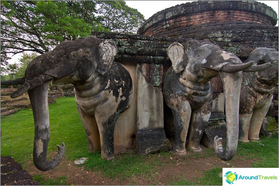 Elephants attached trunks back